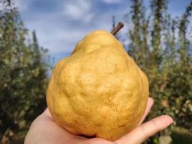  可以直接拿勺挖着吃的梨，入口即化，汁水充盈~ 