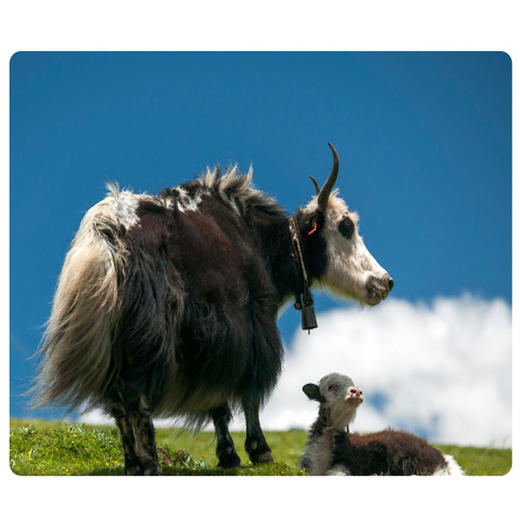 有机牦牛奶（高原之宝小彩盒） 商品图5