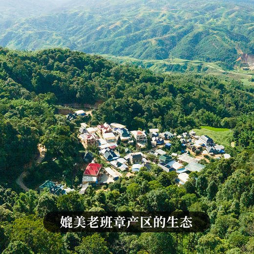 春茶预售【犀牛塘单株】茶农联合出品，一树一成品纯料至尊升级包装为500克更具收藏与送礼价值 商品图1