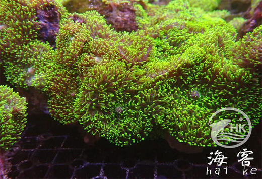 绿毛菇 商品图1