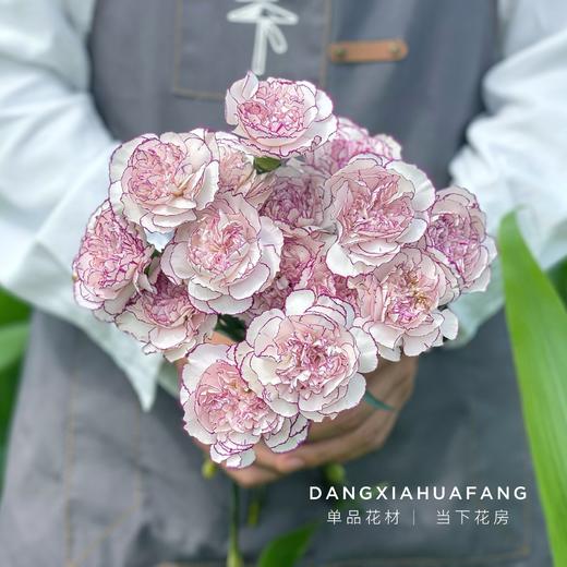 【不能犹豫】紫霞仙子玫瑰10支+优选单头康乃馨10支+小花向日葵5支+油画牡丹5支/份 商品图5