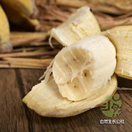 云南老实芭蕉 | 合作农友生产，产自云南元江眷村，生产者：张扬 *【公平贸易农人定价】 商品图7