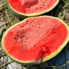 海南「战神」西瓜 商品缩略图2