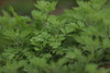 农场野生艾草 商品缩略图1