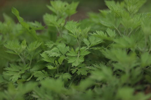 农场野生艾草 商品图1