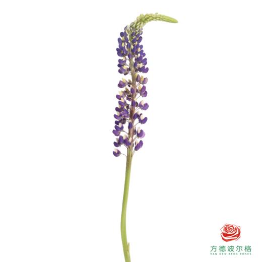 鲁冰花 西梅紫 1枝颜色略有差异，花穗有大有小 商品图1