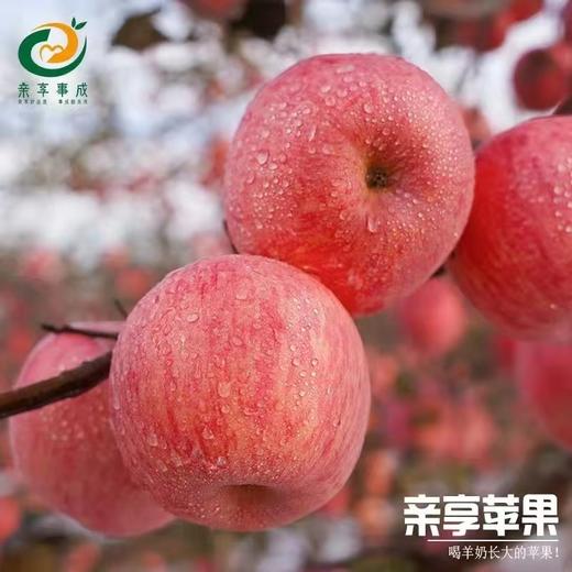 亲享羊奶苹果 商品图1