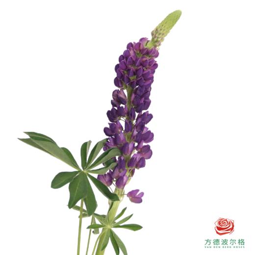 鲁冰花 随机色 1枝 颜色略有差异随机发，花穗有大有小 商品图6