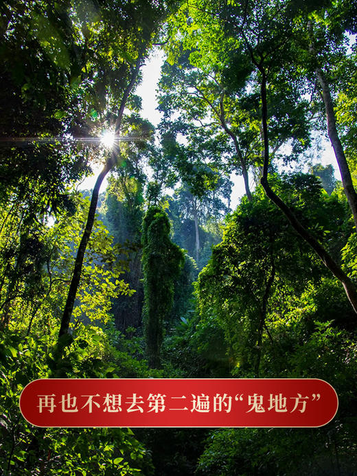 【班章王】等待三年终于开采，千年茶王古树大30米高杆古树，古寨春独享茶区 商品图1