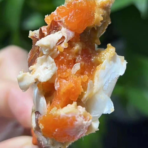 〔产地直发包邮17〕全母皮皮虾 商品图2