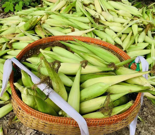 和菜头西双版纳银拇指玉米 每箱2公斤 商品图8