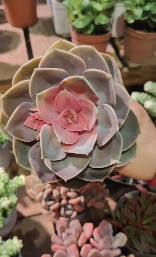 【绿植】多肉-红心莲 商品图1