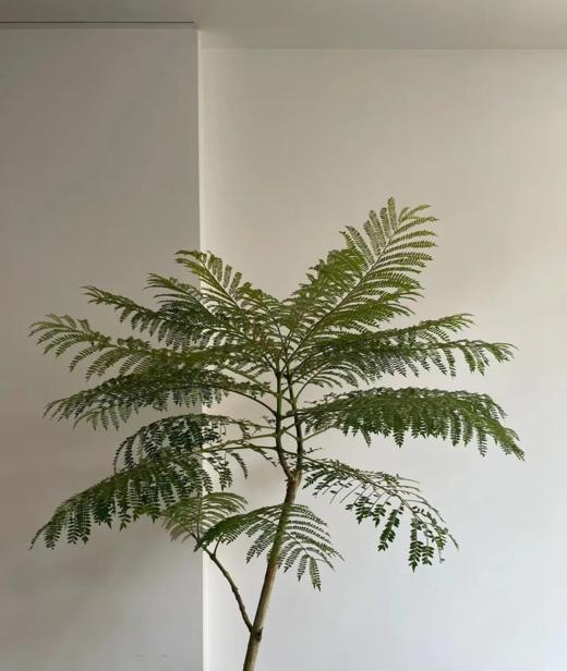 蓝花楹大盆栽 （每支形态不同，介意慎拍）  商品图2