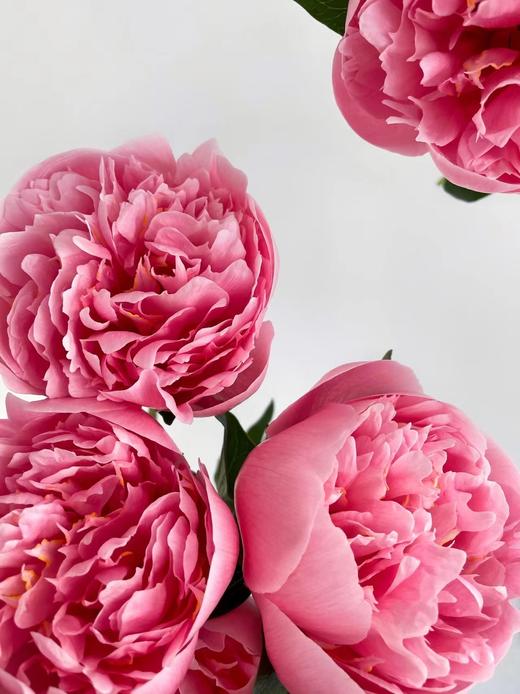 【预售！4.20起陆续发货】蚀刻鲑鱼芍药【你值得我向所有人炫耀，我为爱你而倍感骄傲】简小姐精选 昂贵鲑鱼色芍药 蚀刻鲑鱼 2束包邮 顺丰空运直发 商品图4