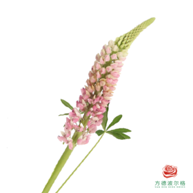 鲁冰花 芭乐粉1枝颜色略有差异，花穗有大有小