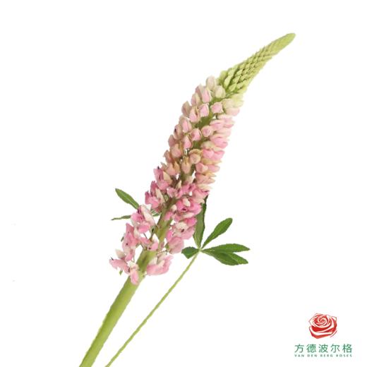 鲁冰花 芭乐粉1枝颜色略有差异，花穗有大有小 商品图0