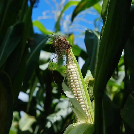 和菜头西双版纳银拇指玉米 每箱2公斤 商品图7