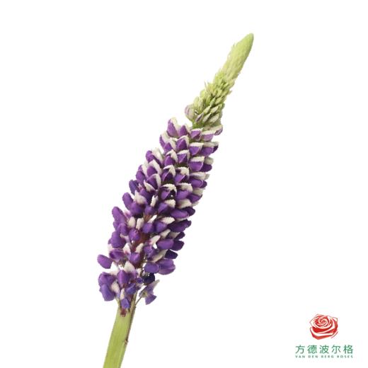 鲁冰花 蓝莓紫 1枝颜色略有差异，花穗有大有小 商品图0