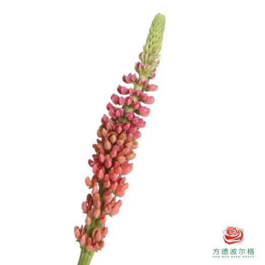 鲁冰花 西瓜粉1枝 颜色略有差异，花穗有大有小 商品图0