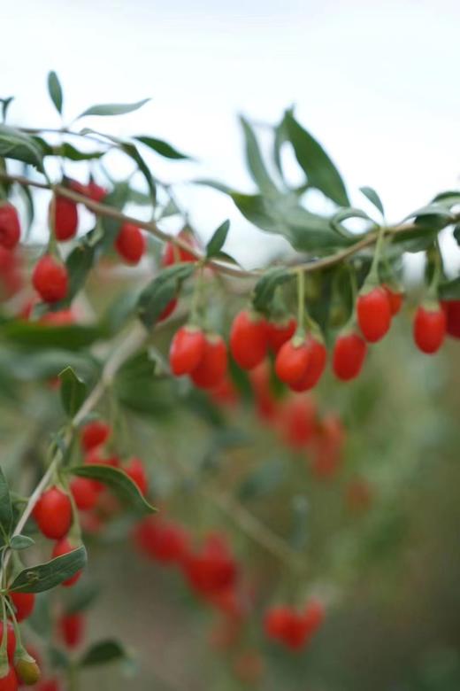 宁夏有机枸杞  200克独立袋装 商品图2