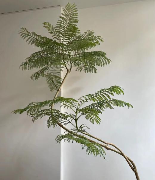 蓝花楹大盆栽 （每支形态不同，介意慎拍）  商品图1