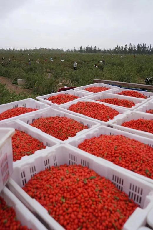 宁夏有机枸杞  200克独立袋装 商品图4