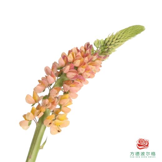 鲁冰花 随机色 1枝 颜色略有差异随机发，花穗有大有小 商品图1