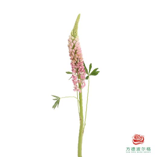 鲁冰花 芭乐粉1枝颜色略有差异，花穗有大有小 商品图1