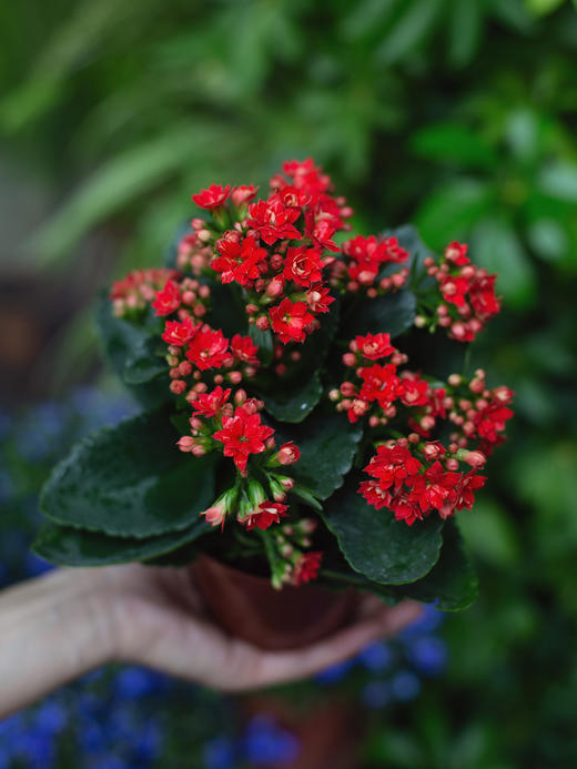 长寿花(一盆） 商品图1