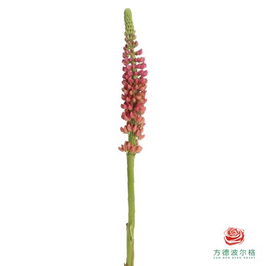 鲁冰花 西瓜粉1枝 颜色略有差异，花穗有大有小 商品图1