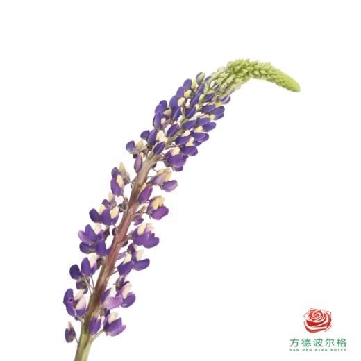 鲁冰花 西梅紫 1枝颜色略有差异，花穗有大有小 商品图0