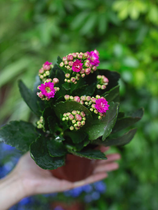 长寿花(一盆） 商品图2