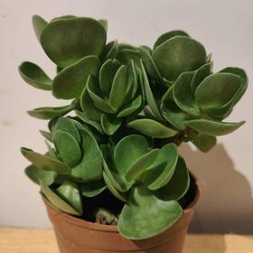 【绿植】多肉-金钱木