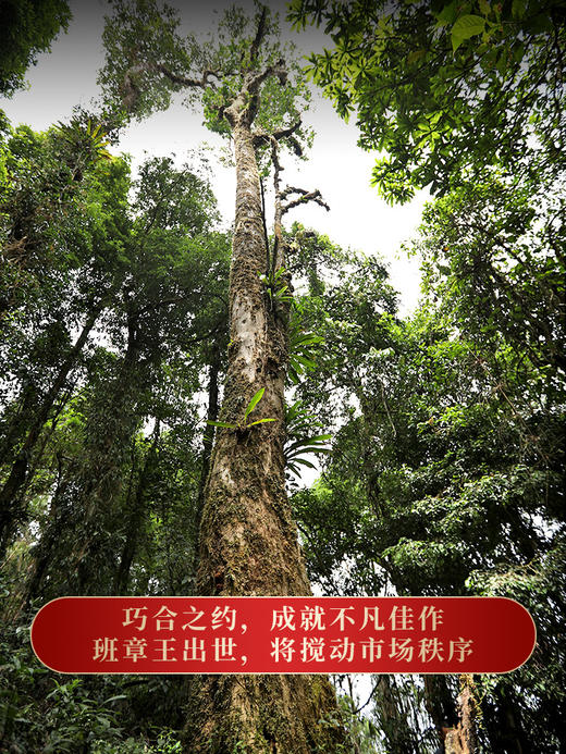 【班章王】等待三年终于开采，千年茶王古树大30米高杆古树，古寨春独享茶区 商品图6