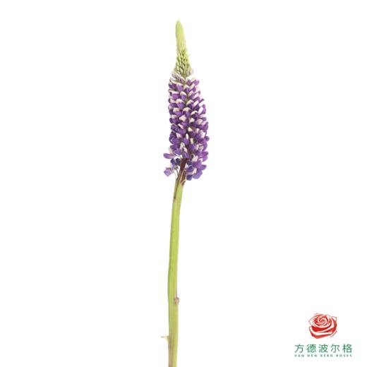 鲁冰花 蓝莓紫 1枝颜色略有差异，花穗有大有小 商品图1