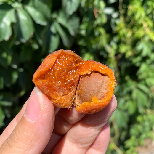 森即新疆阿克苏四团吊干杏到新疆都买不到的品质杏肉肥美【72小时发货】 商品图3