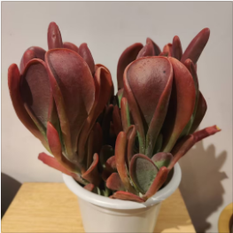 【绿植】多肉-火狐狸