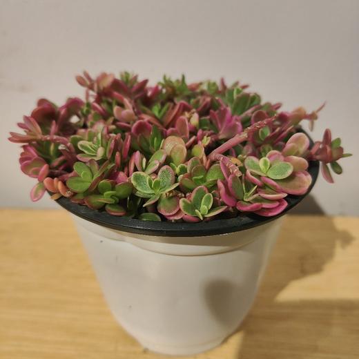 【绿植】多肉-太阳花 商品图0