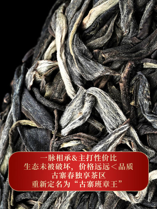 【班章王】等待三年终于开采，千年茶王古树大30米高杆古树，古寨春独享茶区 商品图2