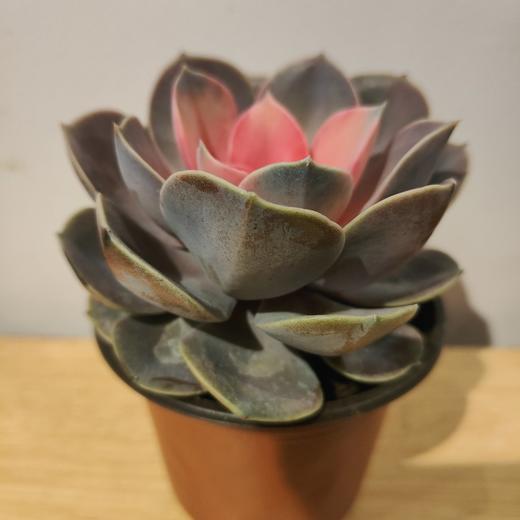 【绿植】多肉-红心莲 商品图0