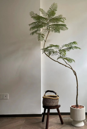 蓝花楹大盆栽 （每支形态不同，介意慎拍） 