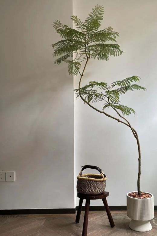 蓝花楹大盆栽 （每支形态不同，介意慎拍）  商品图0