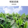 【2023年新茶】汇合农业 武当山茶明前单芽绿茶75g盒装 商品缩略图2