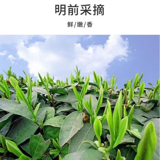 【2023年新茶】汇合农业 武当山茶明前单芽绿茶75g盒装 商品图2