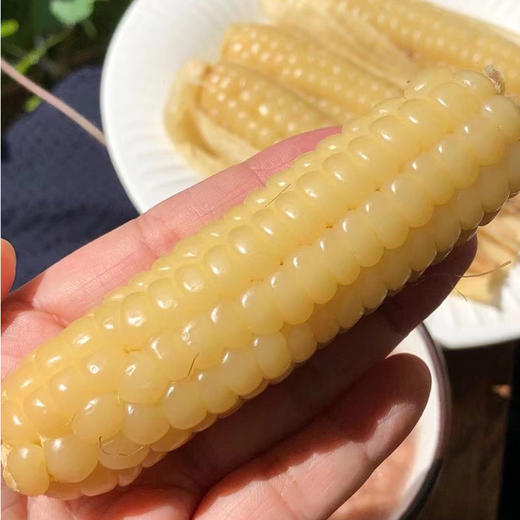 和菜头西双版纳银拇指玉米 每箱2公斤 商品图1