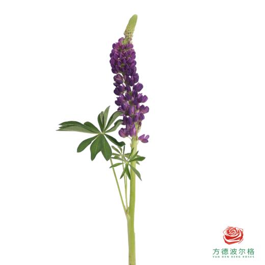 鲁冰花 黑莓紫 1枝 颜色略有差异，花穗有大有小 商品图1