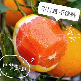 橙中贵族， 比普通橙子含更多天然VC和营养酸甜爽口，一口爆汁不打蜡不催熟