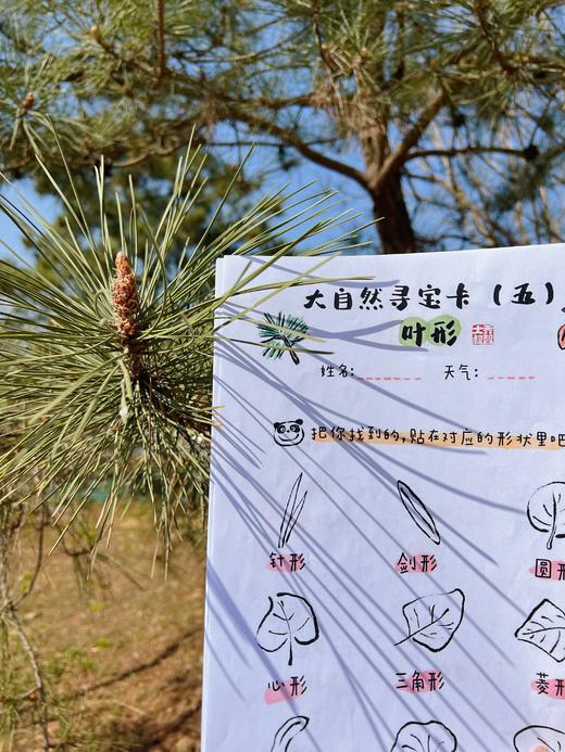 乔智大叔原创手绘——大自然寻宝任务卡pdf文件（6张） 商品图7