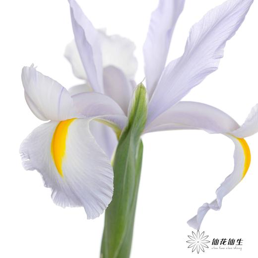 配花 | 鸢尾浅蓝 商品图0