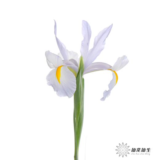 配花 | 鸢尾浅蓝 商品图1